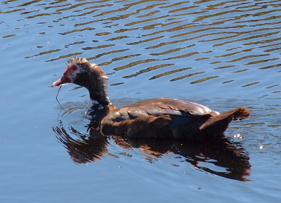 [One duck swims from right to left at a slight angle away from the camera. It's head has a small patch of red at the edge of its beak. Its head has a white patch from the beak to the eye and then a few white feathers scattered at the crest of its head. The rest of the bird visible above the waterline is mostly dark brown with a few scattered teal feathers on its back.]